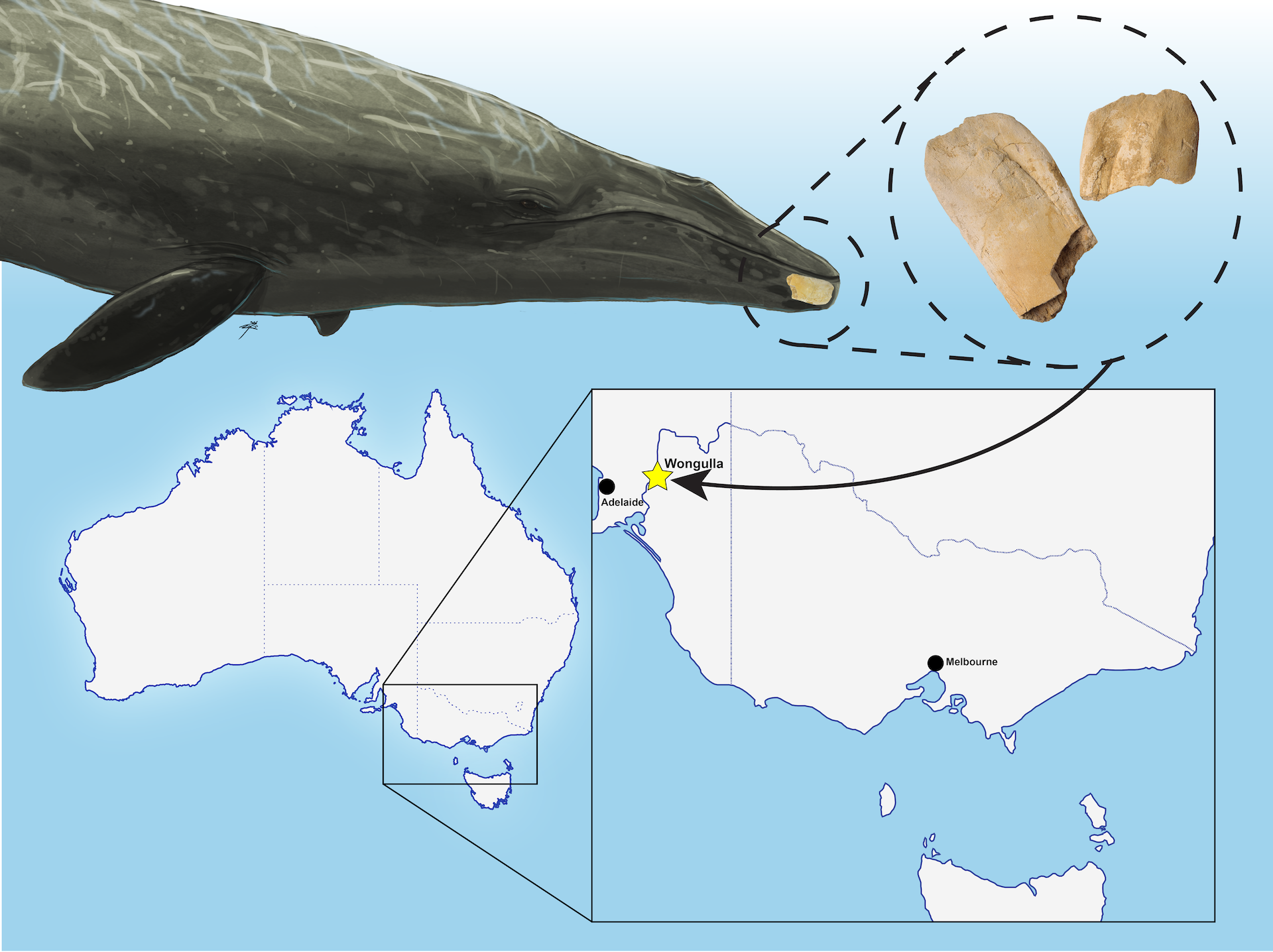 An artist's reconstruction of the extinct whale, showing where the fossil is located, and a map of Australia showing the location it was found