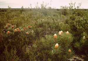 Read more about the article Banksias are iconic Australian plants, but their ancestors actually came from North Africa