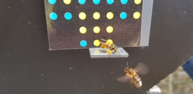 Do they see what we see? Bees and wasps join humans in being tricked by illusions of quantity