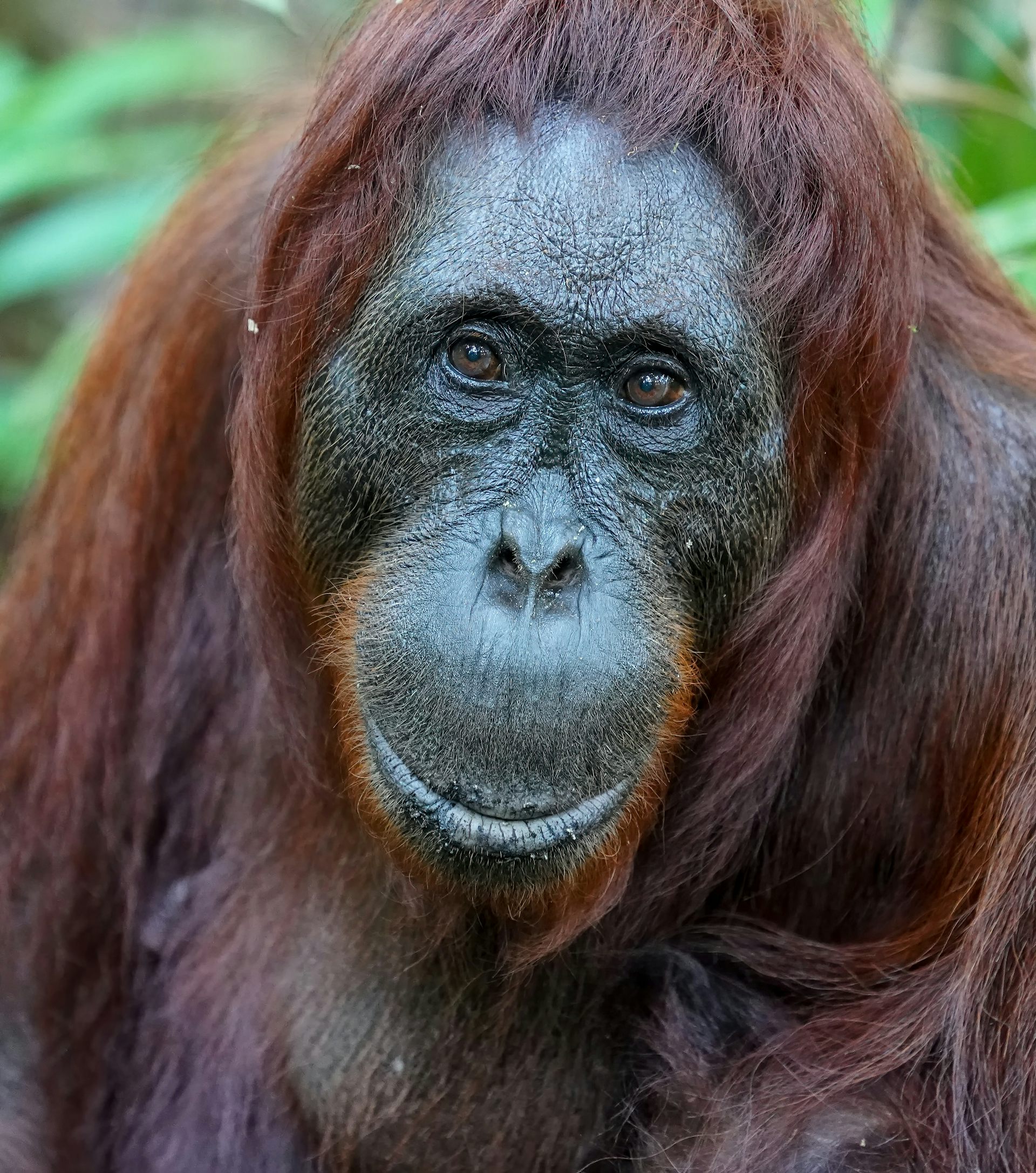 A close up of a dark faced ape with dark ginger hair, black eyes and a round muzzle
