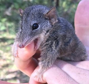 Read more about the article These fierce, tiny marsupials drop dead after lengthy sex fests – and sometimes become cannibals