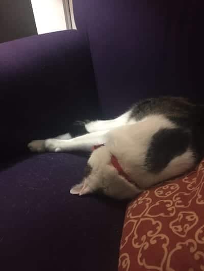 Ollie