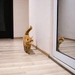 Employee Spotlight: Teodor – The Digital Detective