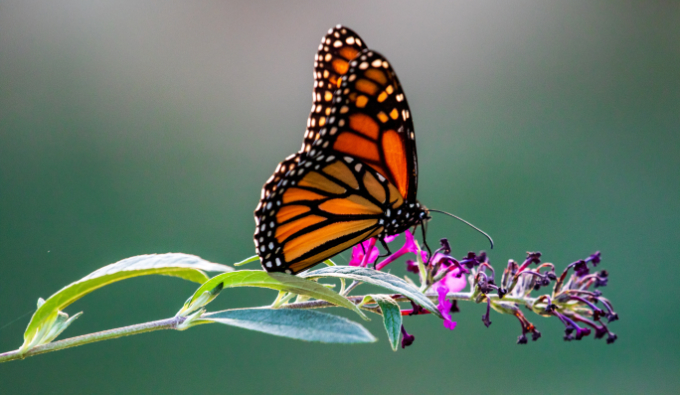 JPEG image preview JPEG image preview