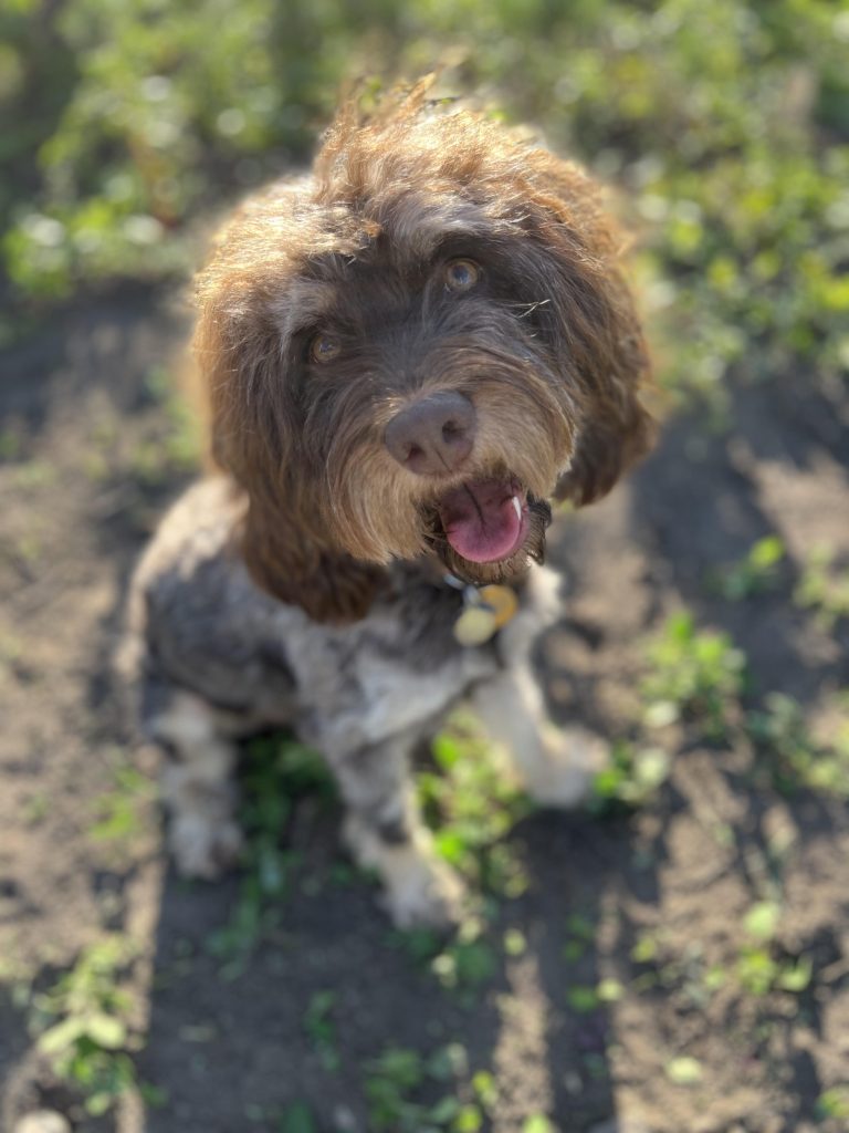 Gergana's Dog Nala